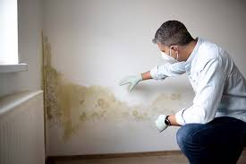 Environmental Consulting for Mold Prevention in Plains, TX